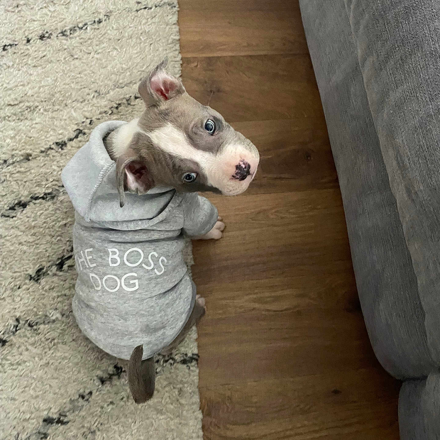 Tyson participe au concours pour gagner de l'argent avec cette photo : animal, blanket, bulldog, canine, couch, cushion, dog, furniture, hardwood, homedecor, hound, indoors, interiordesign, linen, pet, pitbull, pointer, puppy, snout, wood