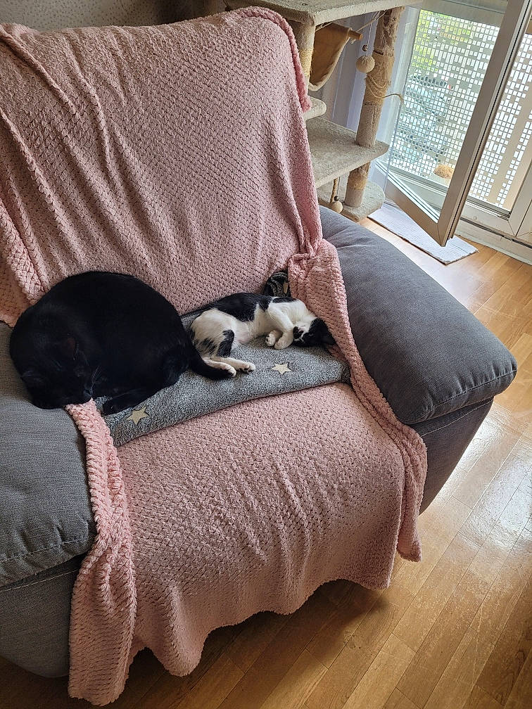 Mimi a rejoint le concours — aidez-le/la à gagner de superbes lots ! carnivore, cat, chair, comfort, companion_dog, couch, dog_breed, felidae, flooring, fur, hardwood, laminate_flooring, linens, living_room, pet_supply, small_to_medium_sized_cats, studio_couch, tail, whiskers, wood