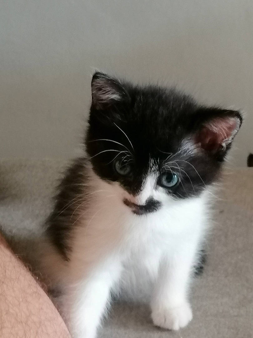 Mimi a rejoint le concours — aidez-le/la à gagner de superbes lots ! carnivore, cat, domestic_short_haired_cat, eye, felidae, flooring, fur, paw, small_to_medium_sized_cats, snout, tail, whiskers