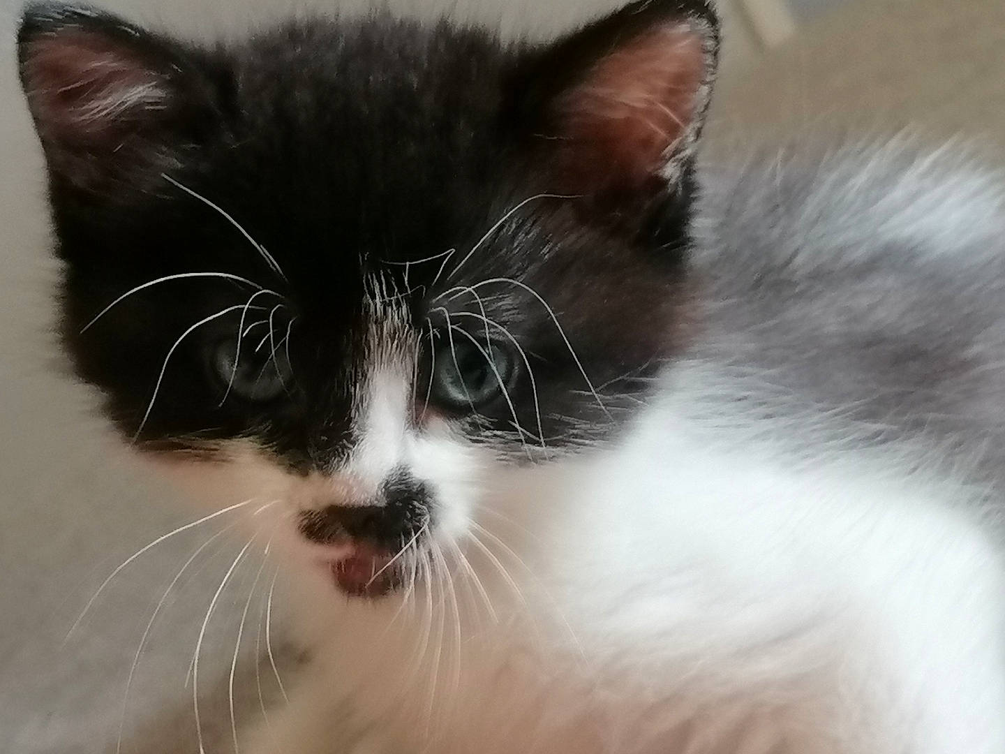 Mimi participe au concours pour gagner de l'argent avec cette photo : carnivore, cat, domestic_short_haired_cat, felidae, fur, paw, small_to_medium_sized_cats, snout, tail, whiskers