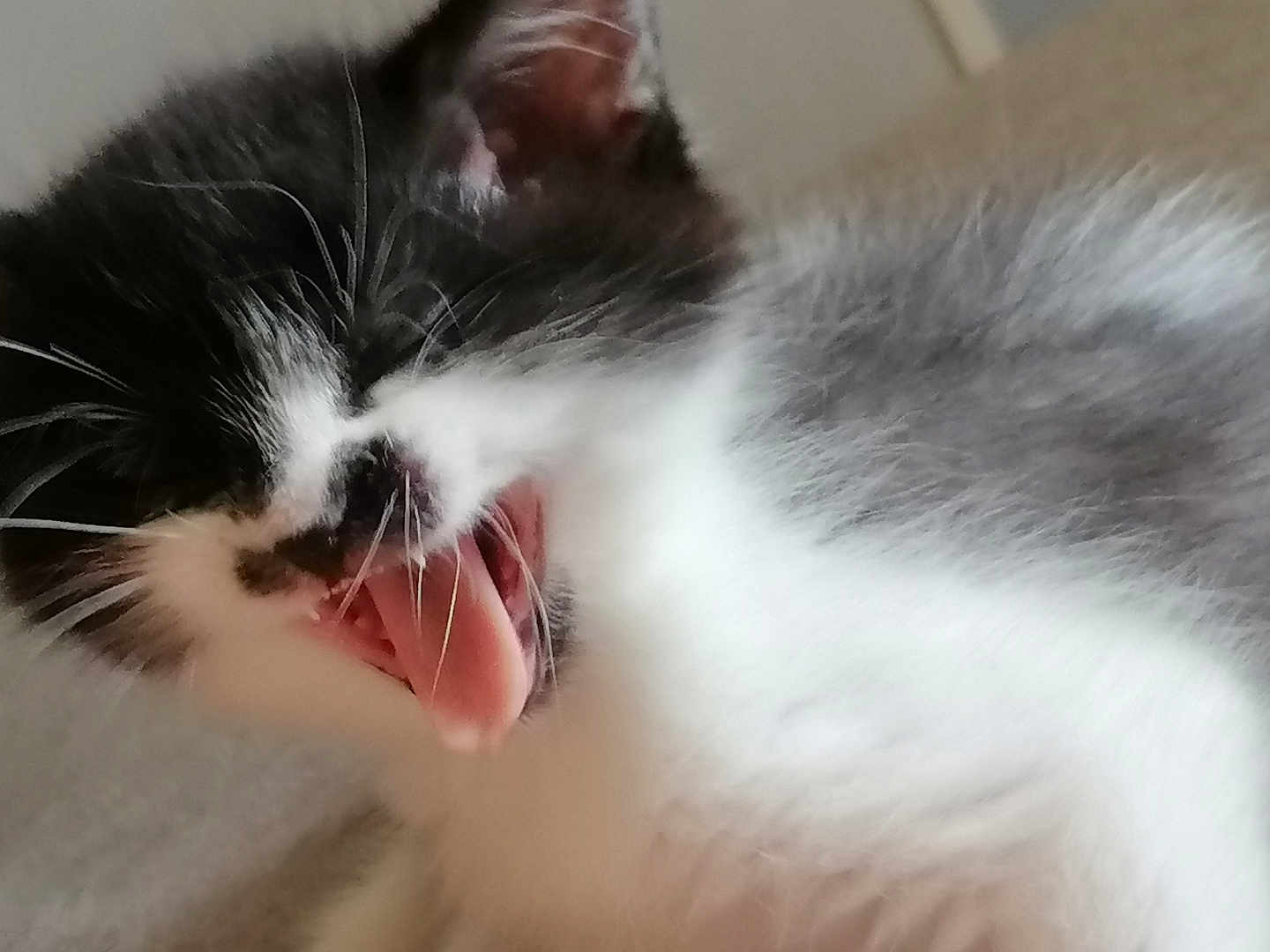 Mimi