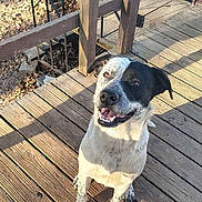 Pua joined the competition — help win amazing prizes! dog, black_and_white, happy, smiling, outdoor, wooden_deck, sunlight, pet, canine, sitting, fence, daylight, animal, leisure, nature, friendly, companion, portrait, looking_up, playful