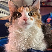 Bella joined the competition — help win amazing prizes! animal, calico, cat, closeup, cozy, curious, cute, domestic_animal, ears, feline, fluffy, focused, green_eyes, indoor, nose, pet, portrait, resting, soft_fur, whiskers