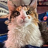 animal, calico, cat, closeup, cozy, curious, cute, domestic_animal, ears, feline, fluffy, focused, green_eyes, indoor, nose, pet, portrait, resting, soft_fur, whiskers