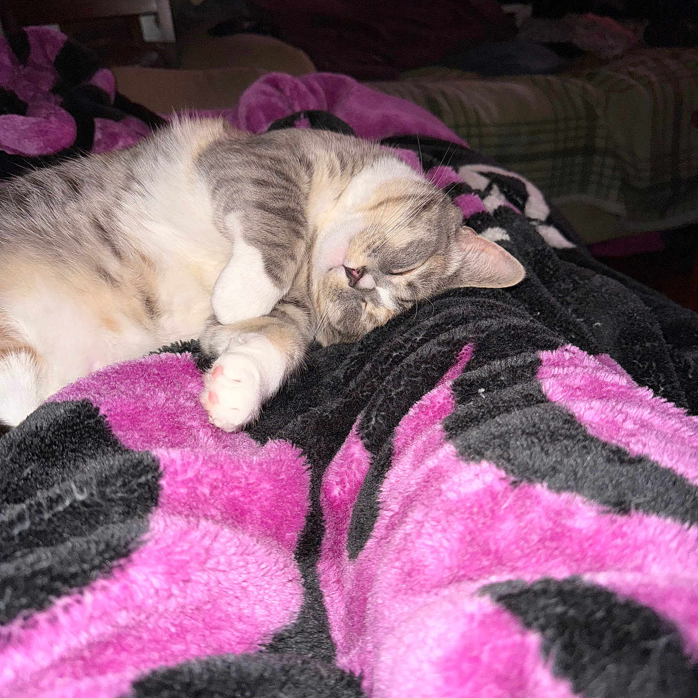 Madea joined the competition — help win amazing prizes! cat, sleeping, pet, animal, fur, whiskers, ears, paws, tabby, white_fur, gray_fur, curled_up, blanket, bed, bedroom, cozy, indoors, relaxed, nap, portrait
