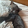 black_kitten, cat, blue_eyes, furry, pet, indoor, blanket, soft_texture, curious, cute, animal, young, lying_down, cozy, close_up, whiskers, ears, fur, resting, domestic_animal