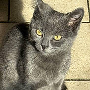 Crokmoue participe au concours pour gagner de l'argent avec cette photo : cat, gray_cat, feline, pet, animal, yellow_eyes, sunlight, shadow, tile_floor, domestic_cat, close_up, cute, whiskers, ears, fur, sitting, looking, daylight, indoor, portrait