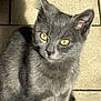 cat, gray_cat, feline, pet, animal, yellow_eyes, sunlight, shadow, tile_floor, domestic_cat, close_up, cute, whiskers, ears, fur, sitting, looking, daylight, indoor, portrait