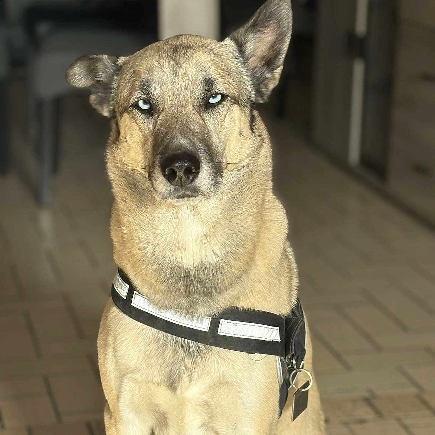 Snoow participe au concours pour gagner de l'argent avec cette photo : animal, blue_eyes, canine, collar, dog, domestic, ears, floor, fur, harness, household, indoor, looking, muzzle, pet, portrait, reflective, serious, sitting, tile_floor
