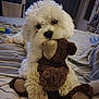 dog, white_dog, stuffed_animal, teddy_bear, bed, striped_bedspread, indoor, pet, cute, fluffy, toy, lying_down, cozy, furniture, flowers, background, soft_lighting, close_up, home, comfort