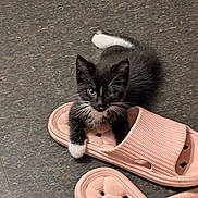Lolita is registered to the contest to win money with this photo: animal, black_and_white, cat, curious, cute, domestic, feline, floor, footwear, indoor, kitten, paw, pet, playful, resting, sandal, small, texture, whiskers, young