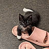 kitten, cat, black_and_white, pet, animal, paw, sandal, footwear, floor, curious, cute, small, indoor, domestic, feline, whiskers, playful, resting, young, texture