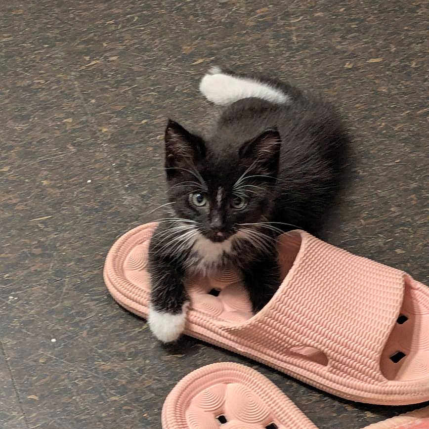 Lolita is registered to the contest to win money with this photo: animal, black_and_white, cat, curious, cute, domestic, feline, floor, footwear, indoor, kitten, paw, pet, playful, resting, sandal, small, texture, whiskers, young