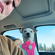 Shamara joined the competition — help win amazing prizes! person, dog, puppy, pink_harness, car_interior, window, blue_sky, seat, clothing, nose_piercing, face, earrings, brown_jacket, seatbelt, pet, animal, indoor, daylight, portrait, candid
