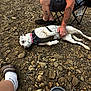 Shamara is registered to the contest to win money with this photo: dog, person, tattoo, rocky_ground, folding_chair, pink_collar, black_harness, belly_rub, socks, sandals, metal_cup, outdoor, relaxation, pet, casual_clothing, summer, resting, happy_dog, human_hand, nature