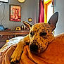 dog, spotted_dog, blanket, orange_blanket, indoor, relaxed, resting, window, sunlight, ear_up, bedroom, furniture, wall_art, decor, cozy, animal, pet, closeup, paw, napping