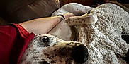 Shamara joined the competition — help win amazing prizes! dog, couch, blanket, indoor, window, person, arm, red_shirt, cozy, relaxing, spot, fur, comfort, resting, warm_light, home, furniture, soft_texture, laying, companion