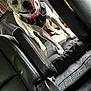 Shamara joined the competition — help win amazing prizes! dog, spotted_dog, harness, collar, car_seat, black_leather, back_seat, smiling_dog, pet, animal, travel, vehicle_interior, happy, canine, four_legs, looking_up, indoor, seat_cover, colorful_fabric, leather_seat