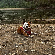 Willow is registered to the contest to win money with this photo: dog, canine, animal, outdoor, river, water, rocks, nature, forest, trees, sunlight, harness, pet, brown, white, lying_down, landscape, scenic, wildlife, relaxation