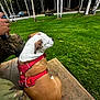 Willow joined the competition — help win amazing prizes! dog, red_harness, person, camouflage_clothing, hand, drink_can, wooden_platform, grass, lawn_mower, trees, birch_trees, forest, outdoor, daylight, nature, park, greenery, relaxation, pet, animal
