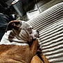 Willow joined the competition — help win amazing prizes! dog, sleeping, brown_and_white, blanket, indoor, flooring, wooden_floor, relaxing, pet, cozy, paw, tail, furniture, natural_light, shadow, resting, houseplant, metal_bin, decor, calm