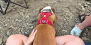 Willow is registered to the contest to win money with this photo: dog, red_harness, lap, person, tattoo, bare_legs, rocky_ground, campfire, water, outdoor, chair, footwear, sandals, crocs, relaxing, nature, summer, hand, pet, companionship