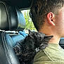 Boo is registered to the contest to win money with this photo: kitten, black_cat, sleeping, young_man, car_seat, leather_seat, green_shirt, headrest, shoulder, side_profile, window, daylight, fur, pet, animal, interior, relaxing, cute, nap, travel