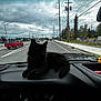 Boo is registered to the contest to win money with this photo: cat, kitten, black_cat, dashboard, car_interior, road, suburban, cloudy_sky, power_lines, traffic, vehicle, sidewalk, trees, street_lights, red_truck, window, feline, pet, relaxing, daytime