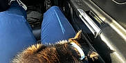 Boo joined the competition — help win amazing prizes! kitten, cat, pet, animal, lap, blue_pants, sneakers, car_interior, seatbelt, sunlight, collar, furry, resting, cozy, black_fur, person, vehicle, door_handle, casual_clothing, travel