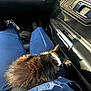 kitten, cat, pet, animal, lap, blue_pants, sneakers, car_interior, seatbelt, sunlight, collar, furry, resting, cozy, black_fur, person, vehicle, door_handle, casual_clothing, travel