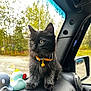 kitten, cat, black_fur, yellow_collar, bell, dashboard, car_interior, window, trees, outdoor, rubber_duck, toy, curious, pet, animal, fur, side_view_mirror, nature, young_cat, sitting