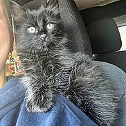Boo is registered to the contest to win money with this photo: cat, kitten, black_cat, pet, furry, animal, indoor, person, shoulder, car_interior, seat, fur, whiskers, cute, young, curious, closeup, portrait, light, domestic_animal