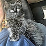 cat, kitten, black_cat, pet, furry, animal, indoor, person, shoulder, car_interior, seat, fur, whiskers, cute, young, curious, closeup, portrait, light, domestic_animal