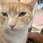 Luke is registered to the contest to win money with this photo: cat, orange_cat, close_up, indoor, person_partial, shirt, pink_text, feline, whiskers, ears, face, animal, pet, curious, blurred, background, window, door, human_arm, casual