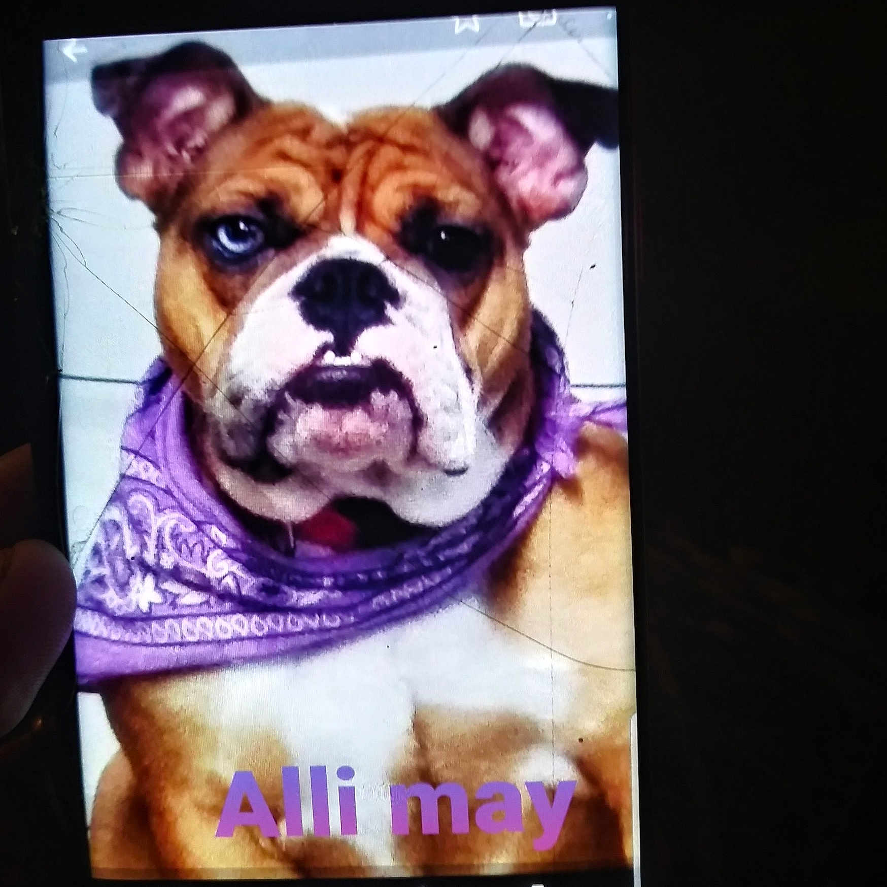 Alli May is registered to the contest to win money with this photo: advertising, art, canidae, carnivore, companion_dog, couch, dog, dog_breed, fawn, font, fur, photo_caption, picture_frame, rectangle, sleeve, snout, sporting_group, square, terrestrial_animal, whiskers