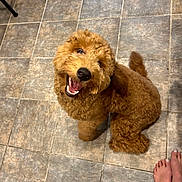 Jack joined the competition — help win amazing prizes! brown_fur, close_up, curly_fur, dog, doodle, eyes, goldendoodle, happy, indoor, looking_up, nose, owner_feet, paws, pet, playful, puppy, sitting, smiling, tail, tile_floor