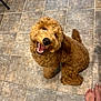 brown_fur, close_up, curly_fur, dog, doodle, eyes, goldendoodle, happy, indoor, looking_up, nose, owner_feet, paws, pet, playful, puppy, sitting, smiling, tail, tile_floor