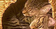 Kevin And Sox joined the competition — help win amazing prizes! cat, tabby_cat, basket, woven_basket, sleeping, cozy, pet, animal, feline, snuggling, cute, resting, domestic_animal, striped, two_cats, indoor, relaxed, fur, whiskers, paw
