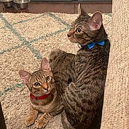 Kevin And Sox joined the competition — help win amazing prizes! cat, tabby, pets, indoor, collar, bow_tie, rug, floor, feline, animal, cute, two_cats, resting, brown_tabby, striped, domestic_cat, curious, companions, home, cozy