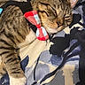 Kevin And Sox joined the competition — help win amazing prizes! cat, tabby, bow_tie, sleepy, resting, pet, animal, feline, striped, paw, fur, indoor, blanket, patterned, blue, white, cute, cozy, close_up, relaxed