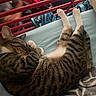 Kevin And Sox is registered to the contest to win money with this photo: cat, tabby, sleeping, bed, blanket, blue_sheet, red_bed_frame, paws, fur, striped, cozy, indoor, resting, pet, animal, domestic_cat, whiskers, relaxed, feline, cute