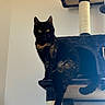 cat, tortoiseshell_cat, cat_tree, pet, animal, indoor, feline, yellow_eyes, perched, relaxed, tail, scratching_post, vertical, home, cute, looking, sitting, fur, whiskers, domestic_cat