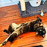 cat, tortoiseshell, wooden_floor, sunlight, cat_tree, toy_ball, feather, indoor, pet, relaxed, playful, flooring, feline, curious, household, cozy, domestic, animal, cute, resting