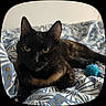 cat, black_cat, pet, bed, bedding, blue, white, pattern, toy, indoor, feline, animal, resting, fur, whiskers, ears, eyes, comfort, cute, relaxed