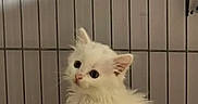 Olaf participe au concours pour gagner de l'argent avec cette photo : kitten, white_cat, furry, sitting, cage, indoor, pet, small, curious, striped_stool, animal, cute, young_cat, feline, looking, fur, domestic_cat, portrait, isolated, cage_bars