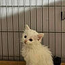 kitten, white_cat, furry, sitting, cage, indoor, pet, small, curious, striped_stool, animal, cute, young_cat, feline, looking, fur, domestic_cat, portrait, isolated, cage_bars