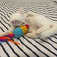Olaf participe au concours pour gagner de l'argent avec cette photo : kitten, white_cat, toy, striped_blanket, playful, pet, indoor, animal, fur, cute, small, young, colorful, ribbons, soft, bed, resting, domestic_cat, mammal, paws