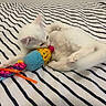 kitten, white_cat, toy, striped_blanket, playful, pet, indoor, animal, fur, cute, small, young, colorful, ribbons, soft, bed, resting, domestic_cat, mammal, paws