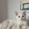 Olaf participe au concours pour gagner de l'argent avec cette photo : kitten, white_cat, fluffy, indoor, blanket, furniture, shelf, books, vase, curious, pet, animal, cute, resting, young_cat, cozy, soft_texture, portrait, relaxed, domestic_cat