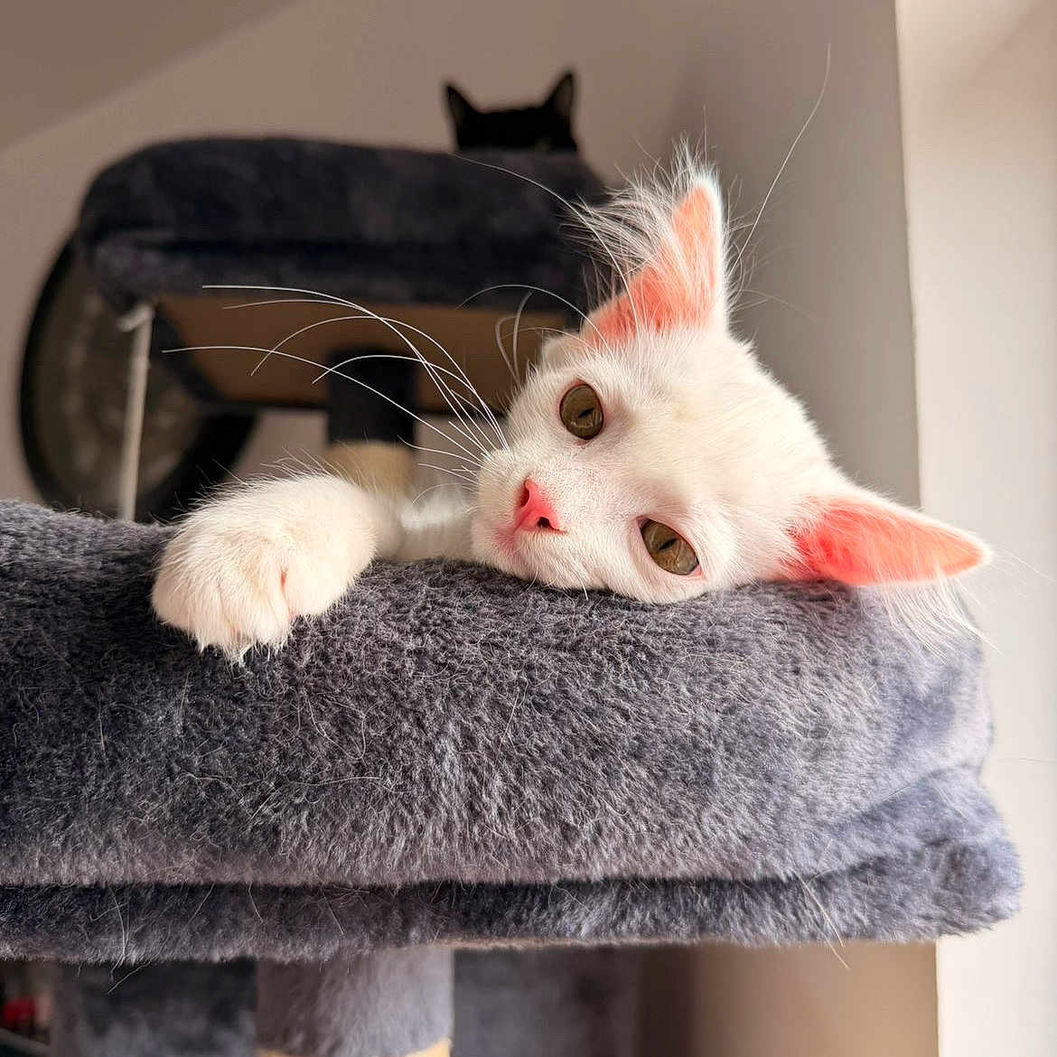 Olaf a rejoint le concours — aidez-le/la à gagner de superbes lots ! cat, white_cat, black_cat, cat_tree, fur, whiskers, ears, nose, indoor, pet, relaxed, sleepy, feline, animal, cute, portrait, soft_texture, close_up, resting, domestic